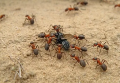 团结的蚂蚁